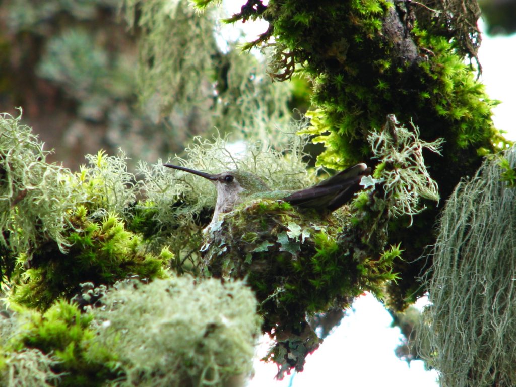 A female Anna's humming bird sits on her tiny, moss and lichen covered nest. Her green and brown feathers blend in well with the next and moss covered branches around it.