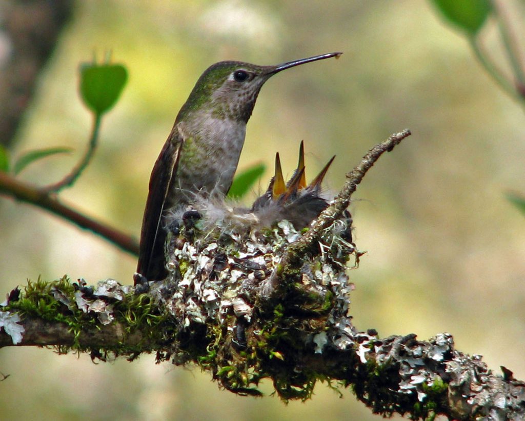 An adult Anna's hummingbird sits on one side of a nest with two baby bird beaks reaching out.