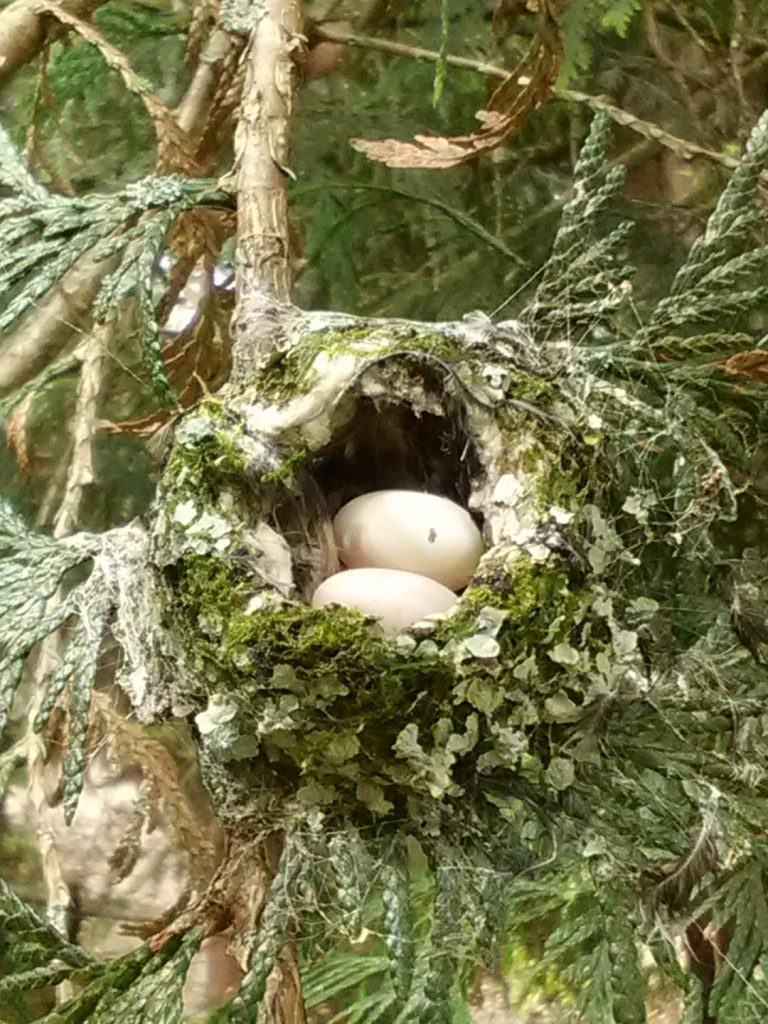 A view of a hummingbird next from the top, with two tiny white eggs.
