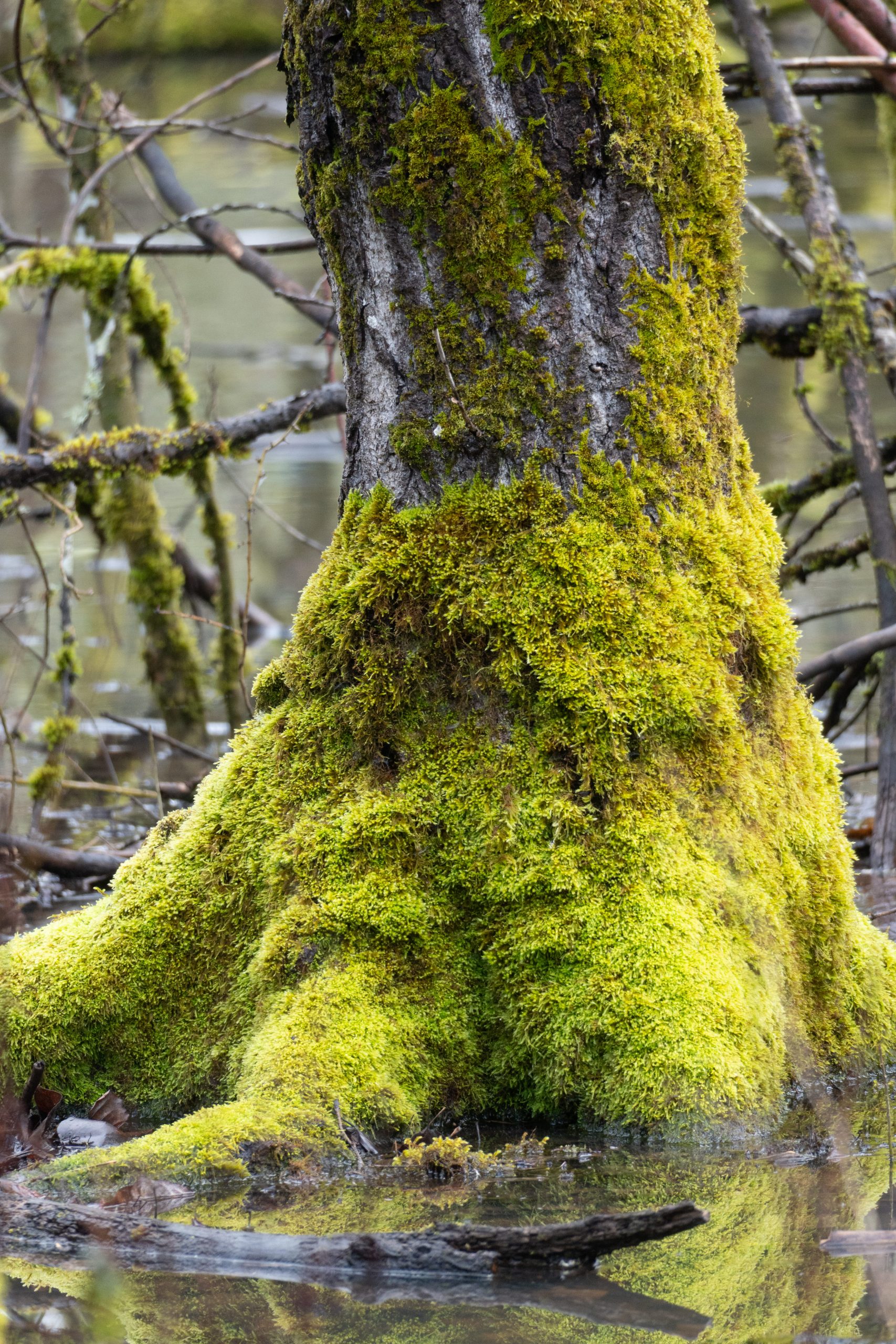 Moss blankets a tree at Oaks Bottom.