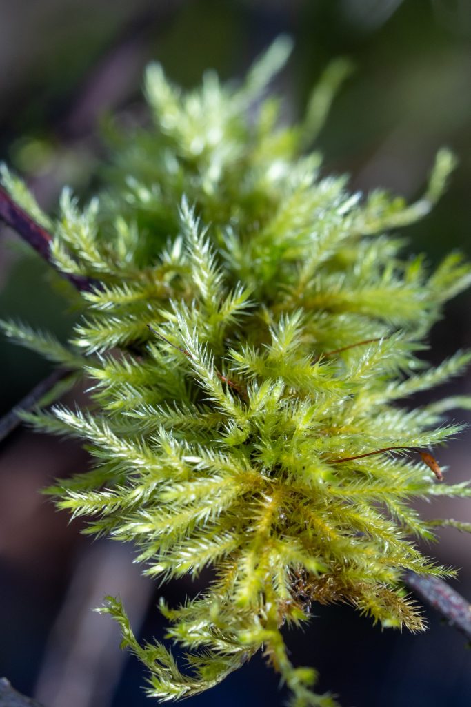 Close up photos of several kinds of moss found at Oaks Bottom Wildlife Refuge