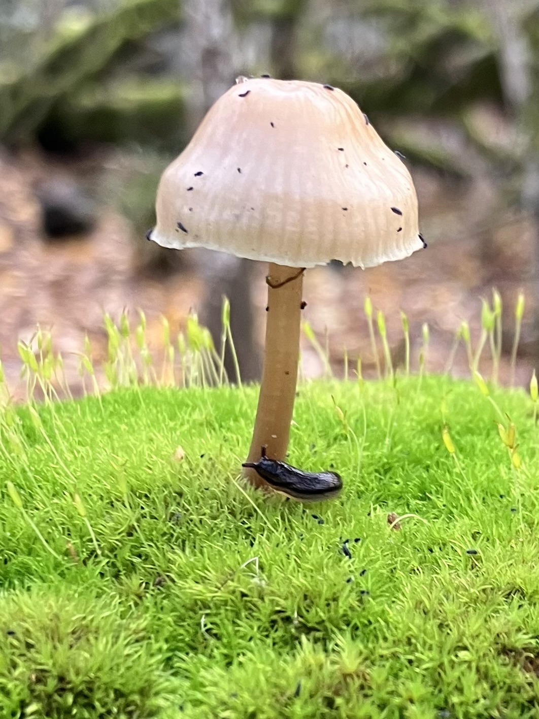 A tiny slug is seen at the base of a tiny mushroom all atop a bright green carpet of moss. 