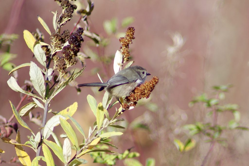 Bushtits: A Lifelong Passion