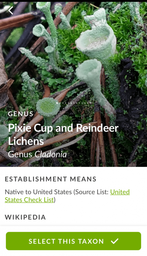 iNaturalist shows images and information on the Pixie Cup and Reindeer Lichens genus